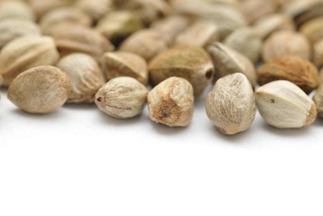 How to use hemp seeds, oil and flour