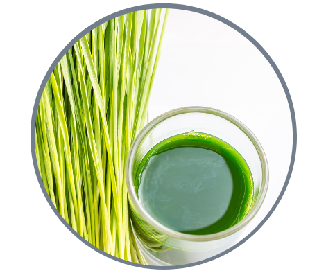 Wheatgrass Elixir Recipe